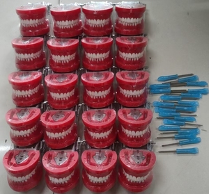 Z8010 modello dentale <span class=keywords><strong>Standard</strong></span> per la scienza medica formazione materiale in resina con 32 denti a vite di classe dentale - Product Image 4