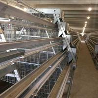 Cage à poules pondeuses de type A au meilleur prix avec système d'alimentation et de nettoyage automatique du fumier – Équipement pour ferme avicole