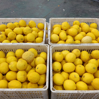 Harga grosir 100% jeruk alami Lemon segar buah Lemon kuning segar