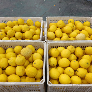 <span class=keywords><strong>Precio</strong></span> al por mayor 100% Natural <span class=keywords><strong>Naranja</strong></span> Limón Fruta fresca Limón fresco Limón amarillo Limón - Product Image 5