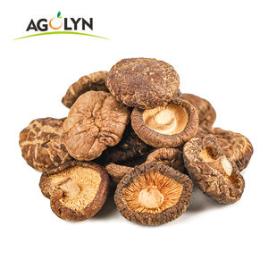 Mycélium de <span class=keywords><strong>Morilles</strong></span> de Qualité Supérieure à Vendre - Product Image 5