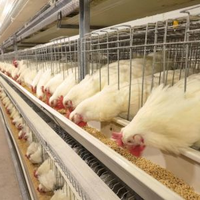 Cage à volailles 3 niveaux 5 portes type H pour 120 poulets/ensemble, poulailler pour poules pondeuses pour 1000, 5000, 10000 oiseaux