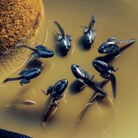 Leurre souple artificiel grenouille bionique en acier inoxydable pour la pêche au bar - Prix usine