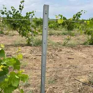 New Hot Dip galvanized metal Vineyard post grape stakes /steel Vineyard trellis post/Vineyard pole