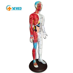 Sumber daya pengajaran sains medis dan peralatan akupunktur setengah otot model PVC 60 cm model akupunktur pria