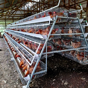 Jaula para Pollos Tipo A Comercial con Sistema Automático de Alimentación, Eliminación de Estiércol y Bebederos para Granjas Avícolas - Product Image 1