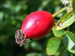 Huile de graines de Rose 100% biologique et naturelle, haute qualité, livraison gratuite - Product Image 6