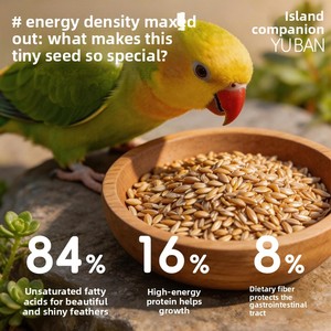 Nourriture pour oiseaux au <span class=keywords><strong>millet</strong></span> pur naturel, riche en protéines, sans additifs, pour calopsites, perruches, conures à joues vertes, en vrac, OEM - Product Image 4