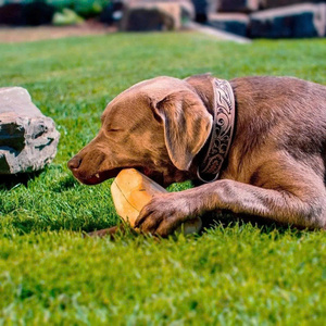 ของเล่นไม้กาแฟสำหรับสุนัข ยั่งยืน เป็นมิตรกับสิ่งแวดล้อม ไม่เป็นเศษ ไม่มีคาเฟอีน ทำจากไม้กาแฟธรรมชาติ 100% แข็งแรง ทนทาน - Product Image 6