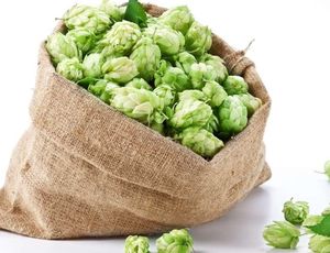 ホップ花エキスヨーロッパホップ花パウダーホップ - Product Image 3