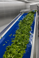 Volledig automatische lijn voor de verwerking van diepvriesgroenten, industriële groentewas-, snij- en IQF-snelvriesproductielijn