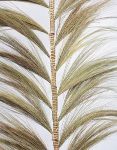 Herbe de la Pampa Séchée Naturelle Écologique Style Bâton de Bambou pour Remplissage de Vase Décoratif pour Mariage et Décoration Intérieure - Product Image 5