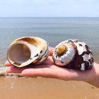 8-9cm Natural South African Snail Pearly Big Screw Conch Shells Coral Collectible Mediterranean Aquarium Ornaments Sea Shell