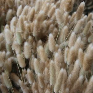 Un paquet de 50 queues de lapin <span class=keywords><strong>séchées</strong></span>, tiges de <span class=keywords><strong>fleurs</strong></span> Lagurus Ovatus Home Decoration <span class=keywords><strong>Bouquet</strong></span> de <span class=keywords><strong>fleurs</strong></span> <span class=keywords><strong>séchées</strong></span> pour les mariages - Product Image 6