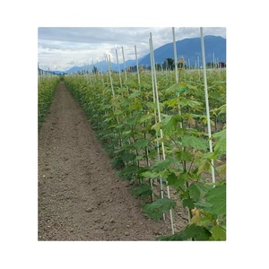 La Estaca de árbol de fibra de vidrio no se rompe - Product Image 6