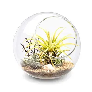 זול סיטונאי בית דקורטיבי נקה עגול זכוכית גלוב אלכסוני קערת אגרטל שולחן זכוכית כדור צמח חממה