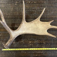 Grand bois de cerf artificiel de type fauveau du Maine, ornement de Noël, bois de cerf décoratifs