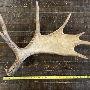 سقيفة كبيرة لشجرة مين موس ، الغزلان ، تاكسيدرمي ، للرجال, قرون الكهف ، زينة عيد الميلاد ، قرون الغزلان - Product Image 3