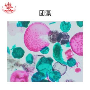 Diez diapositivas típicas para la enseñanza de cursos experimentales sobre especímenes biológicos con estructuras claras. - Product Image 1