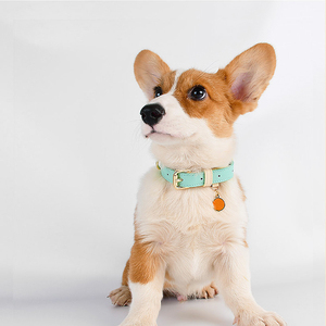 Collar de cuero ajustable personalizado para mascotas, hebilla de Metal de diseñador, sólido, duradero, resistente al desgaste, venta al por mayor - Product Image 2