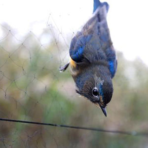 Kuş tuzak ağları yakalamak için kuş, avcılık kuş tuzak - Product Image 1