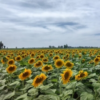 Dernières prix des récoltes : Graines de tournesol bio brutes séchées à rayures noires (avec coques), qualité supérieure Wuyuan, emballage 20/25 kg, usage alimentaire