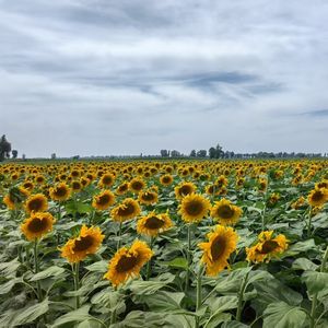 Più recenti prezzi delle colture per semi di girasole secchi crudi biologici (con conchiglie) di grado avanzato 20/25kg di imballaggio interno Mongolia Factory - Product Image 5