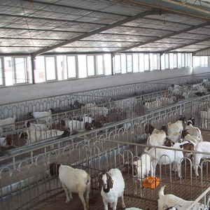 Edificio Prefabbricato in Acciaio Direttamente dalla Fabbrica per Allevamento di Pecore e Capre, Fattoria di Bovini da Latte, <span class=keywords><strong>Officina</strong></span> in Acciaio con Servizi di Saldatura - Product Image 2