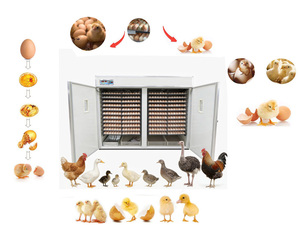 เครื่องฟักไข่อัตโนมัติ 6336 ฟอง สำหรับฟักไข่สัตว์ปีก อัตราการฟักสูง ทนทาน เหมาะสำหรับฟาร์มเชิงพาณิชย์ในตลาดโลก - Product Image 1