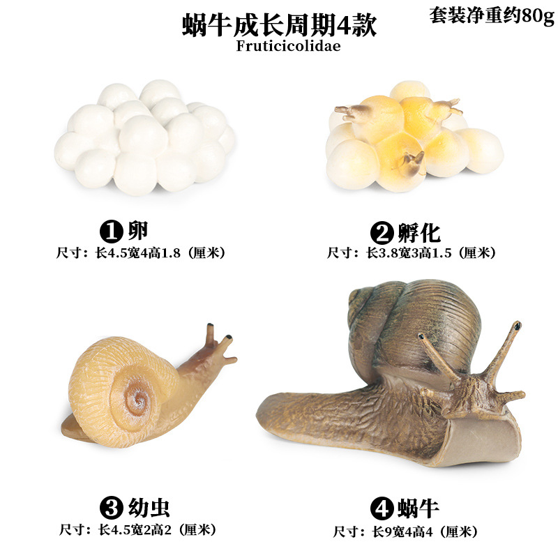 Ciclo de crecimiento del caracol M-2435 4 sets