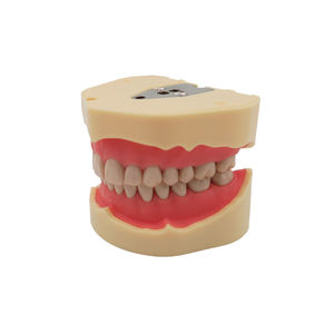 Modèle d'étude dentaire de type BF, modèle d'entraînement à l'éducation bucco-dentaire, gencives souples, 28 dents - Product Image 2