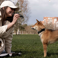 Collier de dressage pour chien rechargeable à distance, étanche IPX7, avec appairage rapide pour l'entraînement à l'obéissance du chien