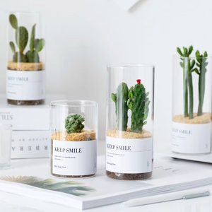 Vaso in Vetro Borosilicato Trasparente Riutilizzabile a Tubo Dritto <span class=keywords><strong>per</strong></span> Piante Grasse e <span class=keywords><strong>Cactus</strong></span>, Ideale <span class=keywords><strong>per</strong></span> Arredamento Moderno e Matrimoni - Vendita all'Ingrosso - Product Image 2
