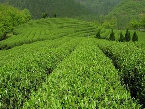 Estratto di foglie di tè verde per uso alimentare polifenoli 98% catechina 80% <span class=keywords><strong>Egcg</strong></span> <span class=keywords><strong>60%</strong></span> polvere sfusa - Product Image 5