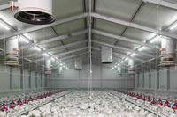Cadre en acier léger de conception moderne volaille de grange de ferme à grande échelle structure en acier ferme automatique de poulets de chair élevage de poulets