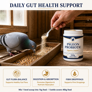 Poudre Probiotique <span class=keywords><strong>pour</strong></span> Pigeons – Bactéries Vivantes <span class=keywords><strong>pour</strong></span> le Conditionnement Intestinal et le Soutien Digestif des Pigeons de Course et de Vol – 500g OEM - Product Image 3
