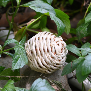 Balles tressées en paille pour animaux de compagnie, taille S, jouets à mâcher pour oiseaux, usage intérieur, motif uni, matériau en herbe, origine Fujian - Product Image 2