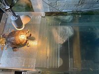 Bombilla de Lámpara para Reptiles con Logotipo Personalizado OEM del Fabricante, Bombillas de Luz UV para Tortugas, Lámpara de Calentamiento para Anfibios y Lagartos