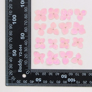 Vente en gros de matériel d'art d'ongle fait main, fleurs séchées, <span class=keywords><strong>fleur</strong></span> d'hortensia Anna pressée pour marque-page et étui de téléphone - Product Image 6
