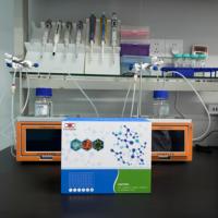 Kit de recherche ELISA sur le Facteur de Croissance des Fibroblastes Humains 6 (FGF6)