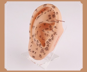 Modelo de acupuntura de oreja inglesa superclara de 23cm, figura de medicina china de plástico suave, puntos de acupuntura para aprender - Product Image 6