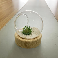 Terrarium en verre transparent décoratif avec base en bois