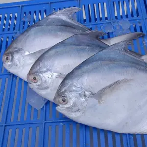 ฝูเจี้ยนผู้ผลิตที่มีคุณภาพดีราคาถูกแช่แข็งสีขาว Pomfret ปลา