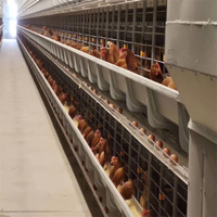 Simplee — Cage de volaille Type H avec batterie entièrement automatique, équipement pour élevage des œufs, 50000 couches