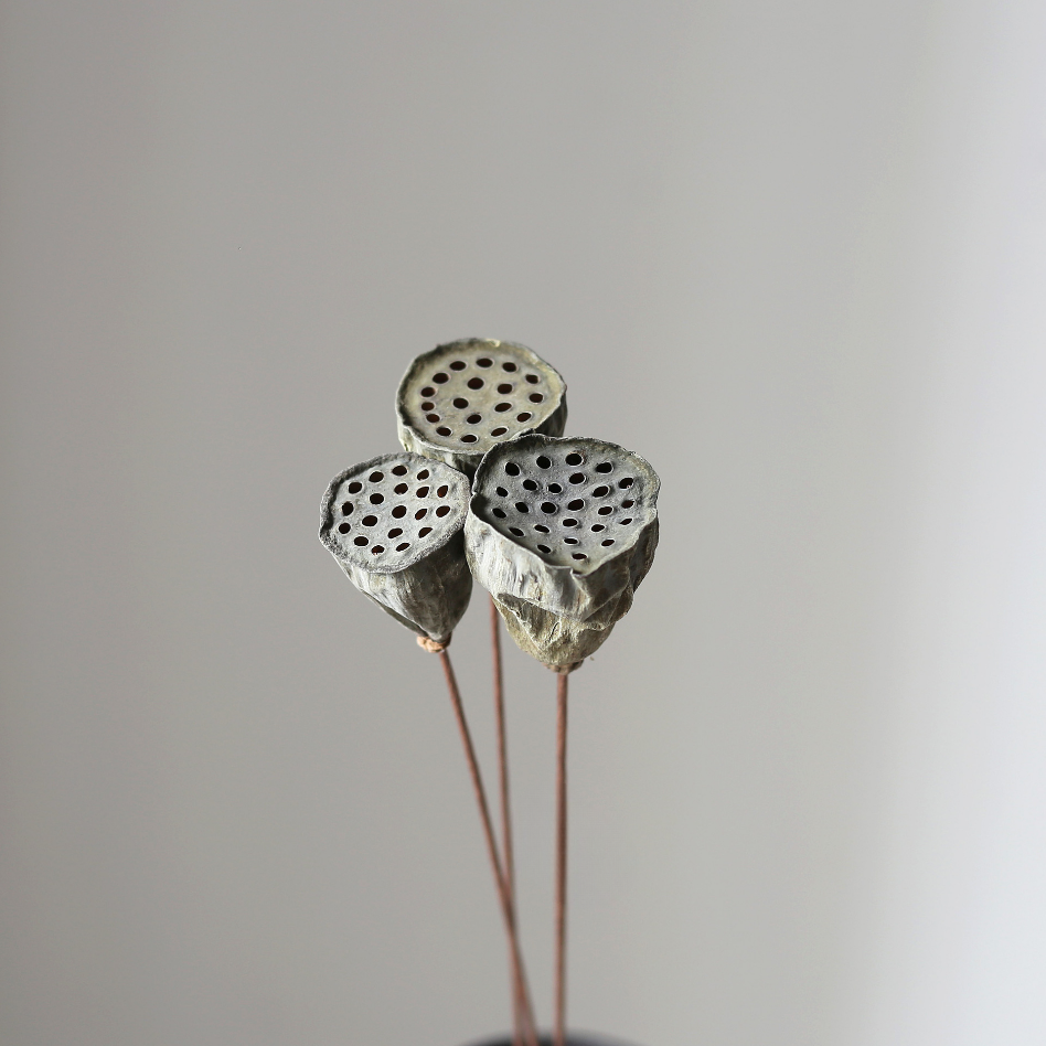 Iron-stemmed Lotus Pod (small)