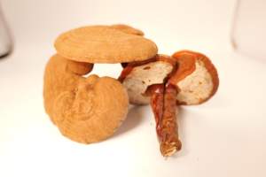 Capsules d'extraits végétaux : Reishi, Withania Somnifera, Shilajit, Ashwagandha (poudre) - Product Image 4