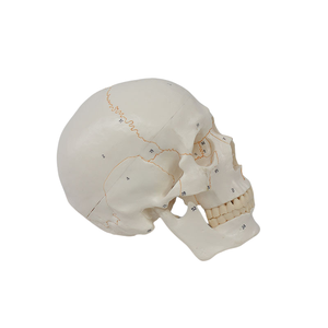 하이 퀄리티 20x14.5x17.5CM PVC 인간 두개골 모델 봉합사 의료 교육 및 과학 번호 - Product Image 4