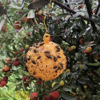 Extra kleverige, solide insectenlijmvangval, niet-toxisch, weerbestendig, langdurig, lichtgewicht, vliegende insectenbestrijding voor boerderij en boomgaard, wegwerpbaar