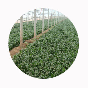 سبانخ مجمد IQF-خيارات عضوية وتقليدية _ من المصنع مباشرة _ علامة خاصة OEM _ الاحتفاظ بنضارة عالية - Product Image 6