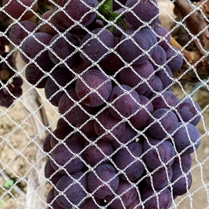 헤비 듀티 HDPE 니트 새 그물-최고의 작물 및 건물 보호 - Product Image 1